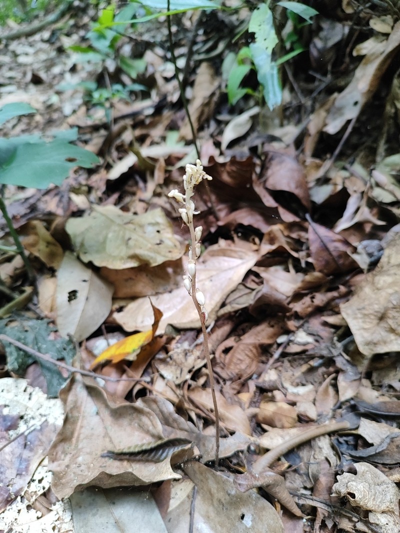 Leafless Orchid photo 5