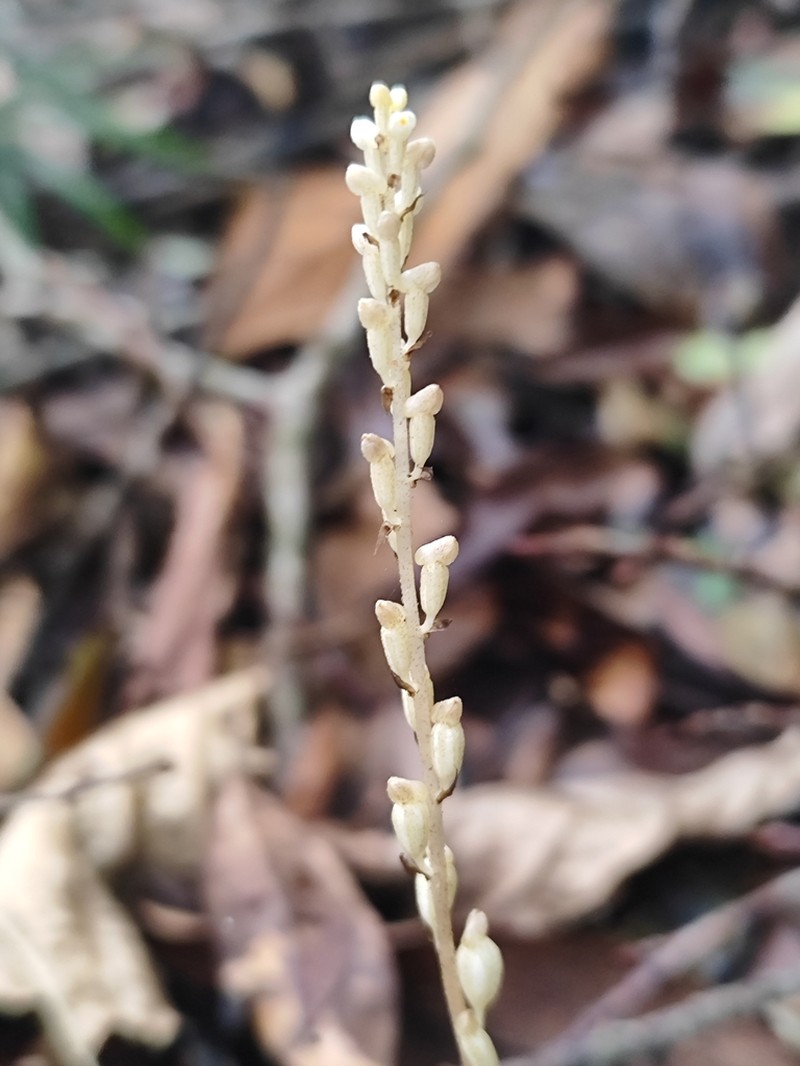 Leafless Orchid photo 6