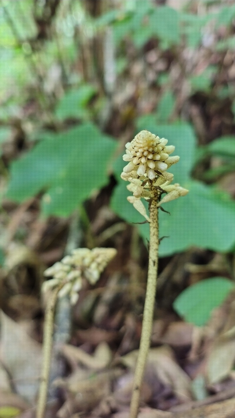 Leafless Orchid photo 7