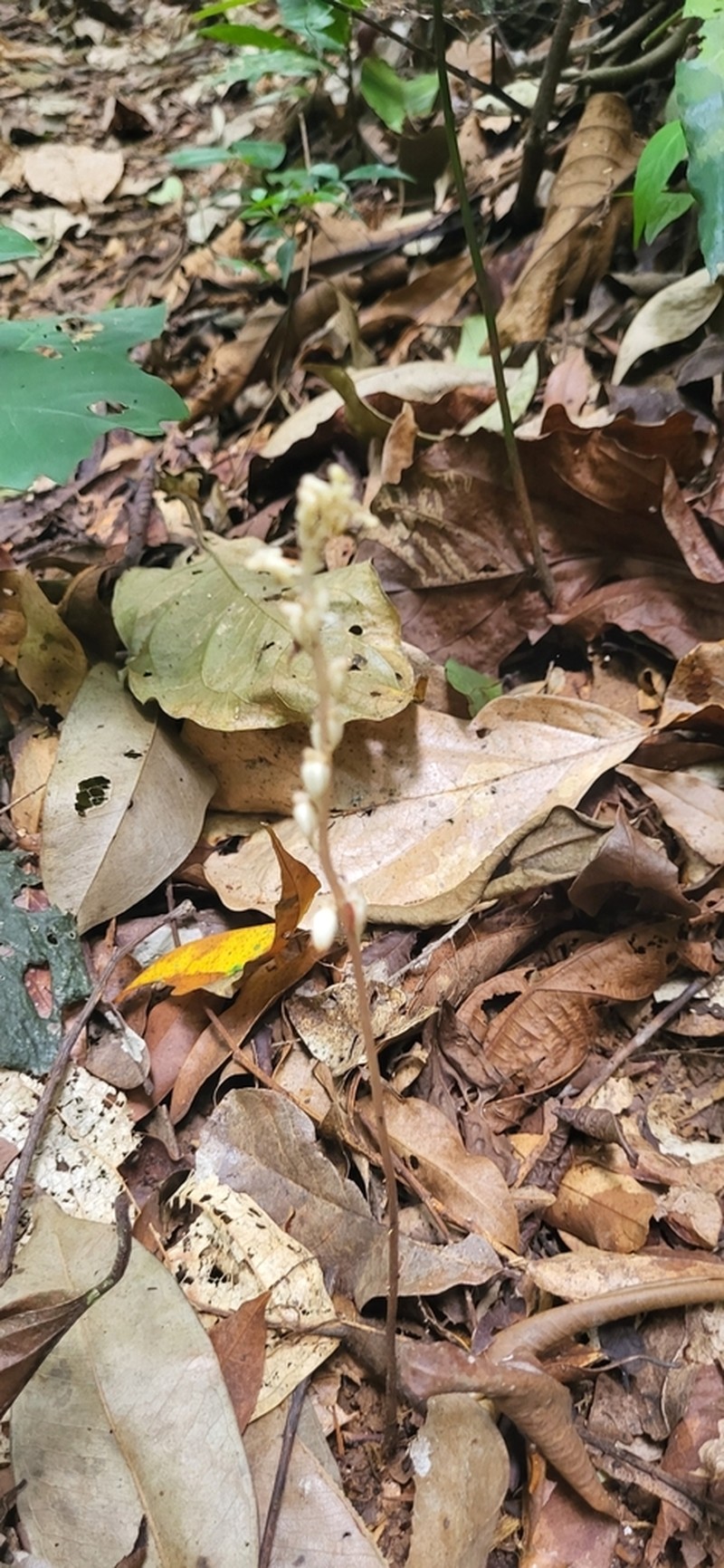 Leafless Orchid photo 8