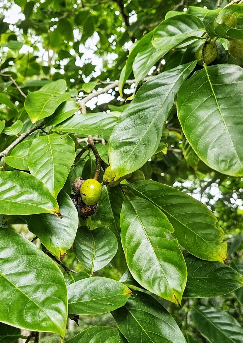 Wuodendron praecox