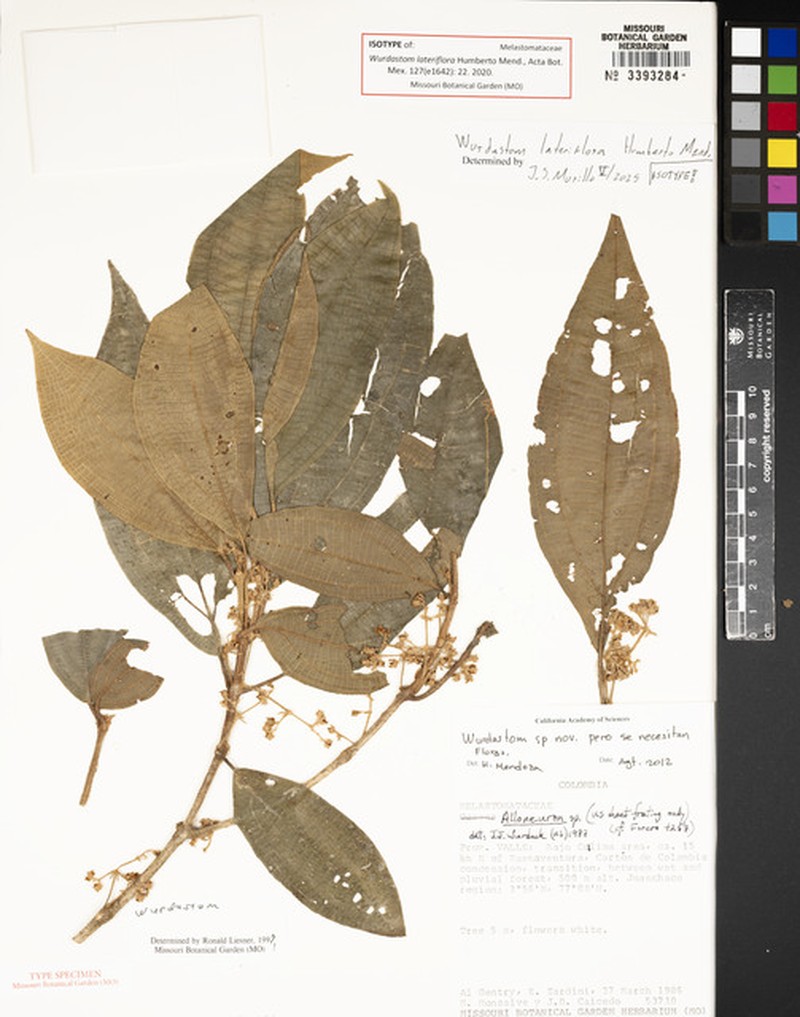 Wurdastom lateriflora