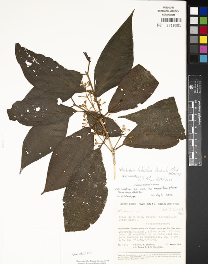 Wurdastom lateriflora photo 3