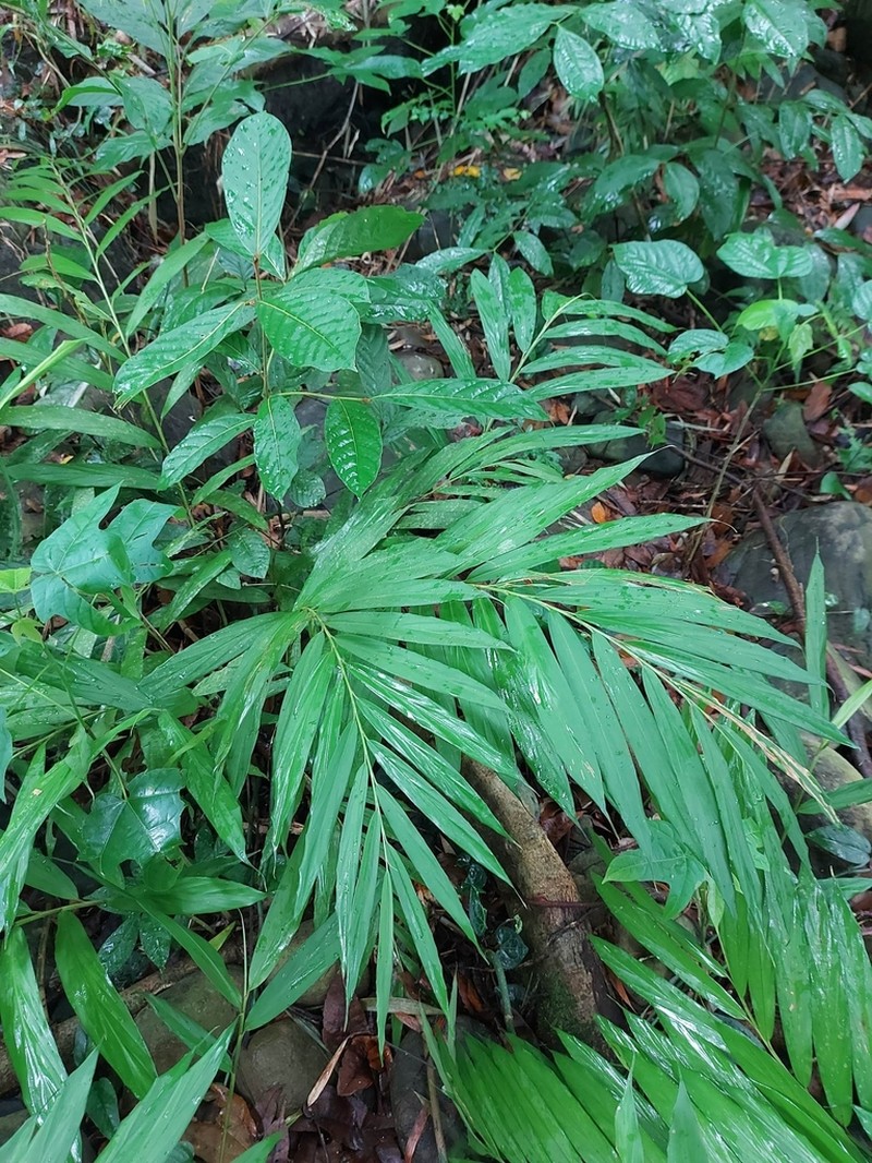 Wurfbainia rubrofasciata