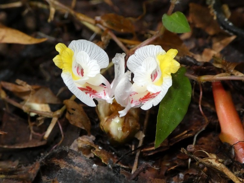 Wurfbainia rubrofasciata photo 2