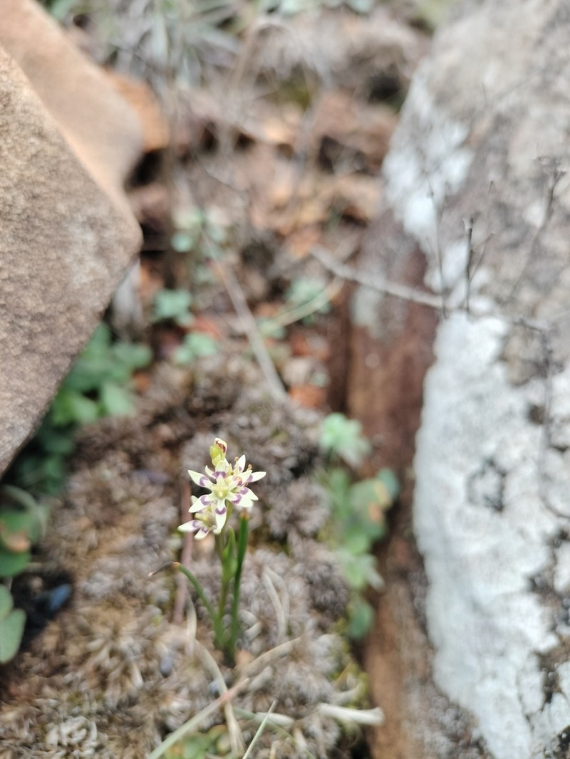 Wurmbea burrowsii