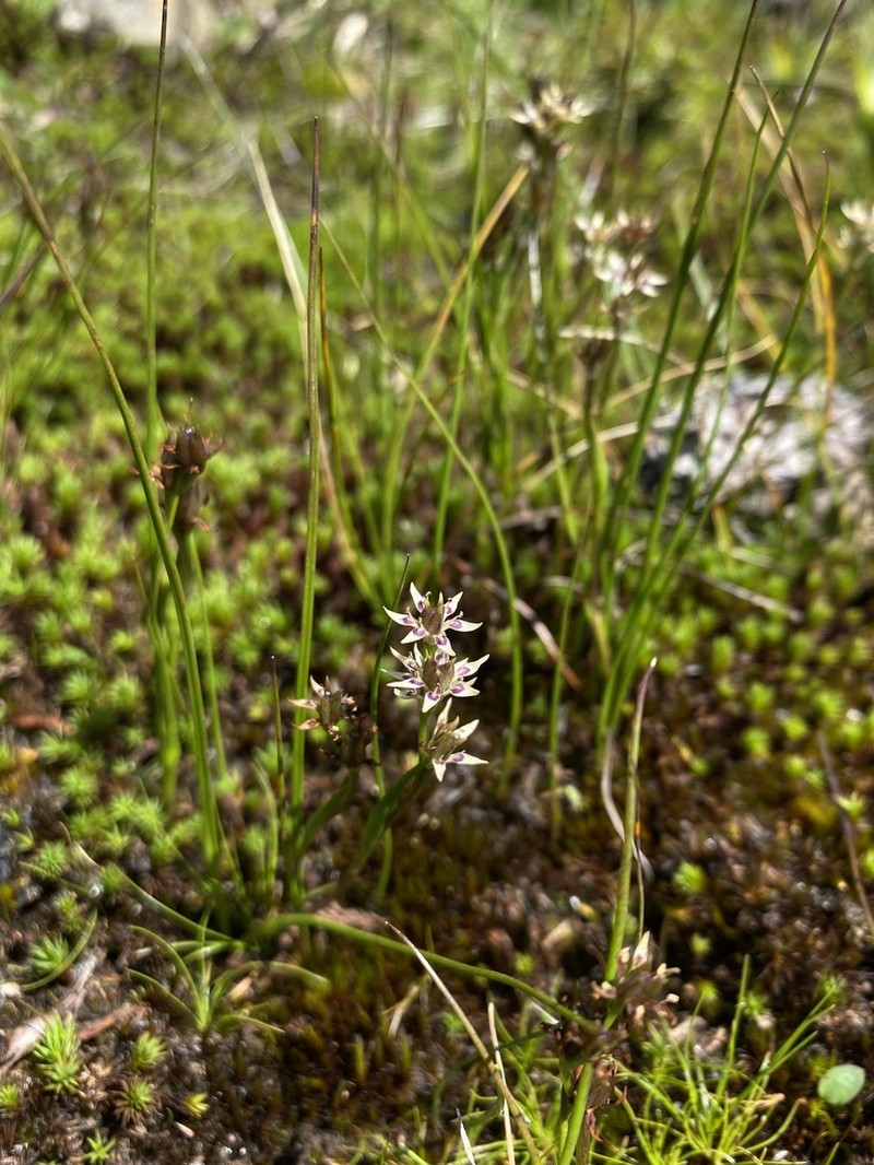 Wurmbea burrowsii photo 2