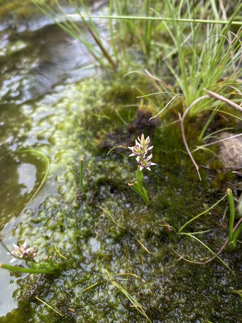 Wurmbea burrowsii photo 3