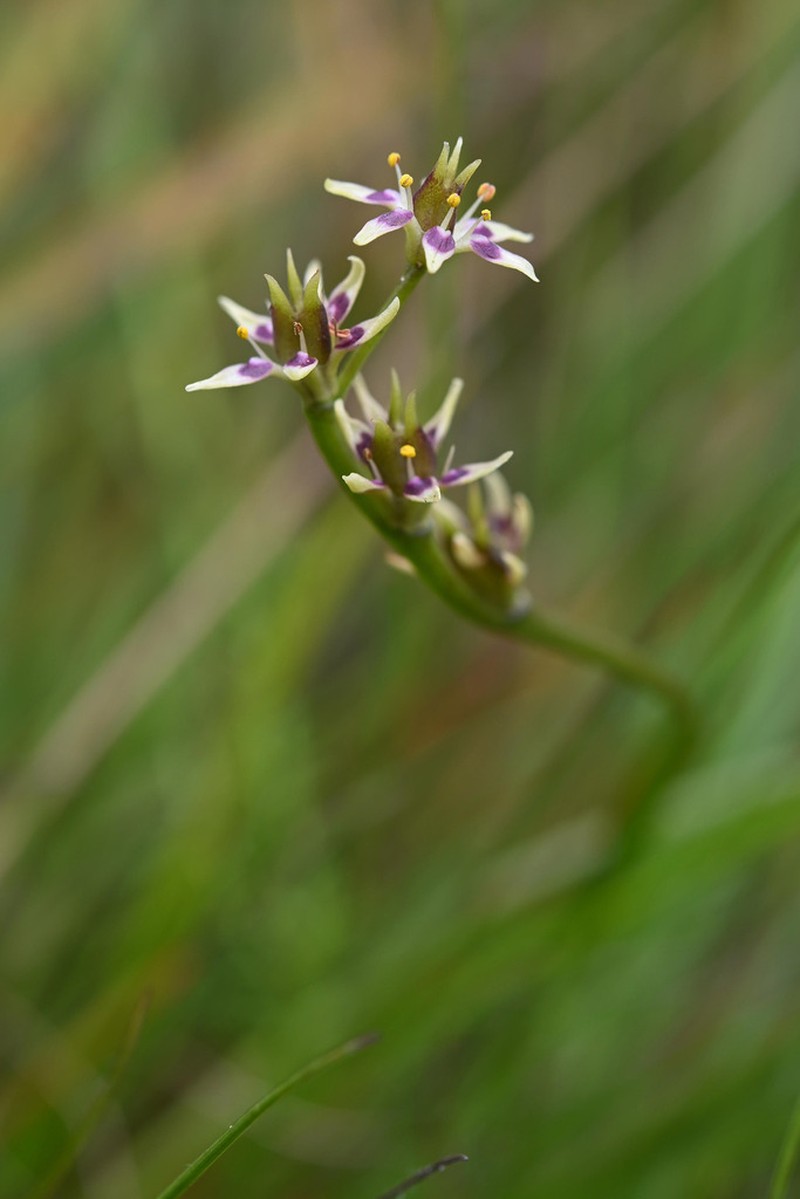 Wurmbea burrowsii photo 4