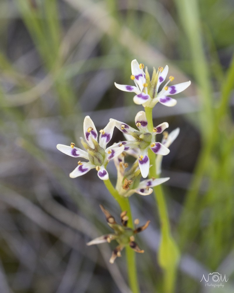 Wurmbea burrowsii photo 5