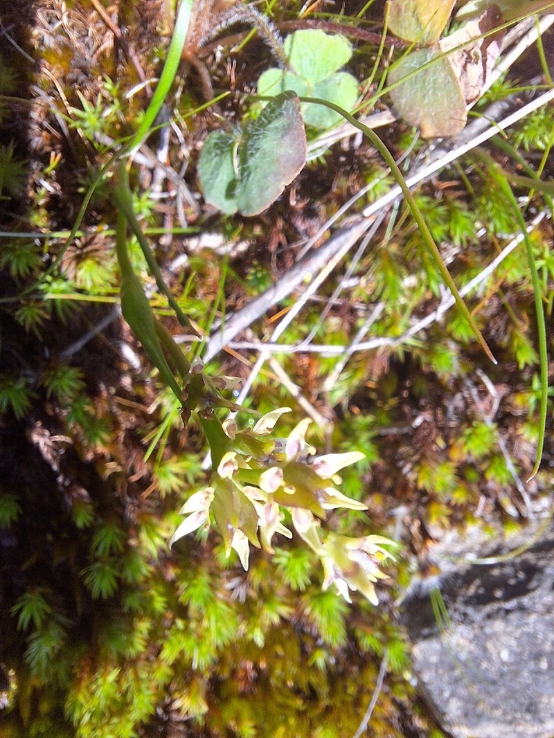 Wurmbea burrowsii photo 6