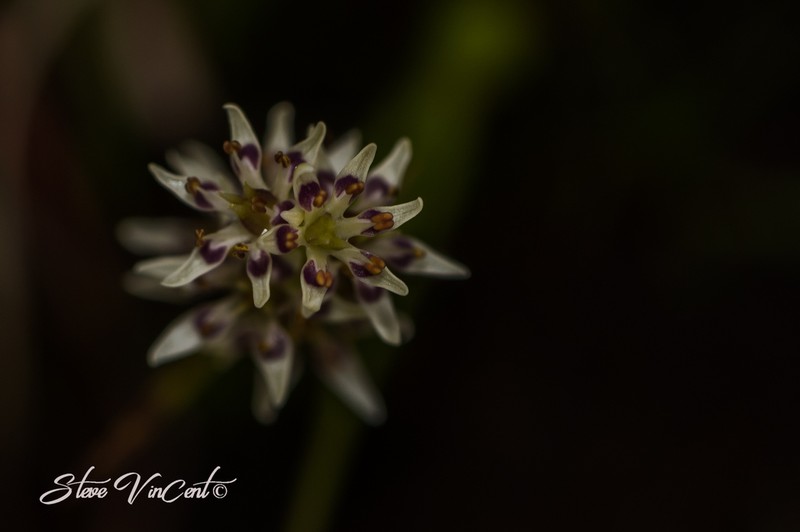 Wurmbea burrowsii photo 7