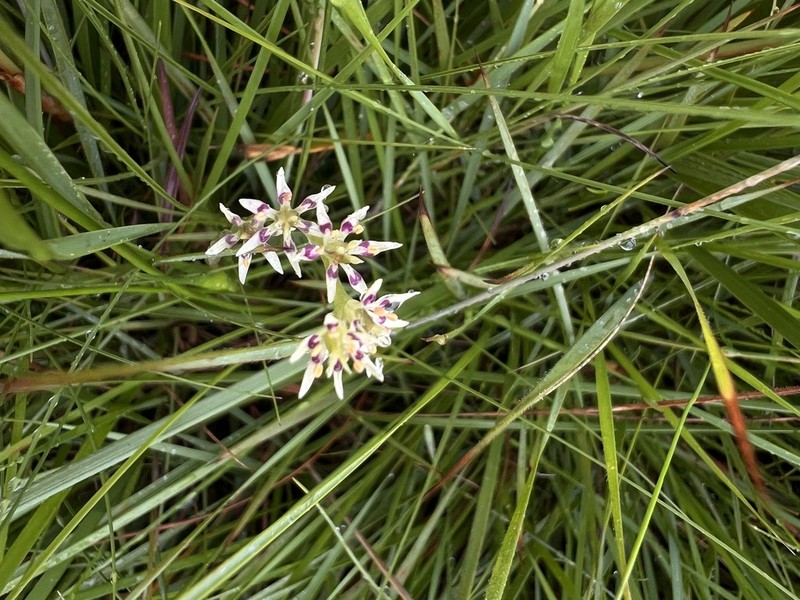Wurmbea burrowsii photo 8