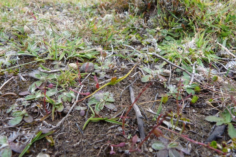 Wurmbea novae-zelandiae