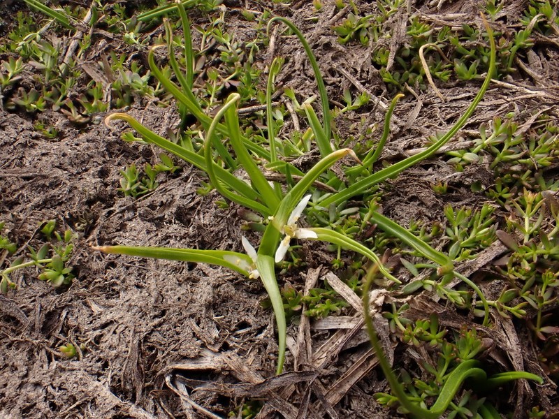 Wurmbea novae-zelandiae photo 2