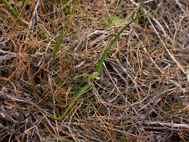 Wurmbea novae-zelandiae photo 3