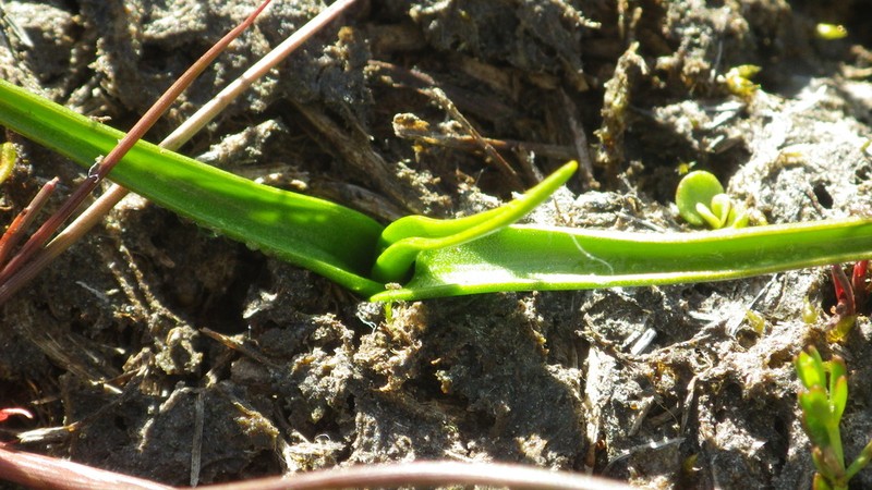 Wurmbea novae-zelandiae photo 4