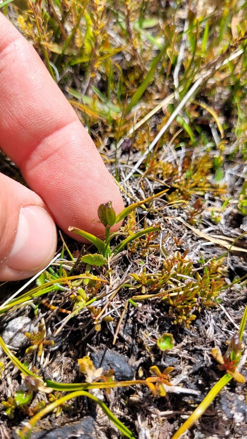Wurmbea novae-zelandiae photo 5