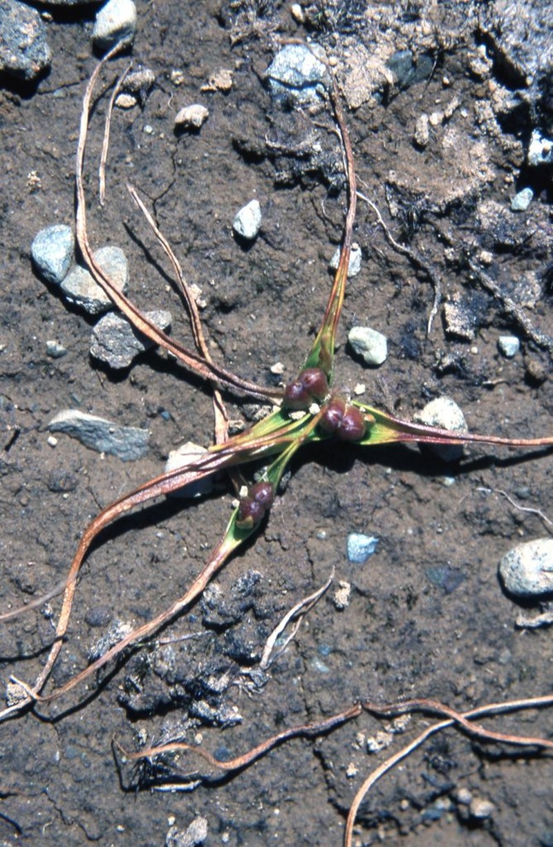 Wurmbea novae-zelandiae photo 6