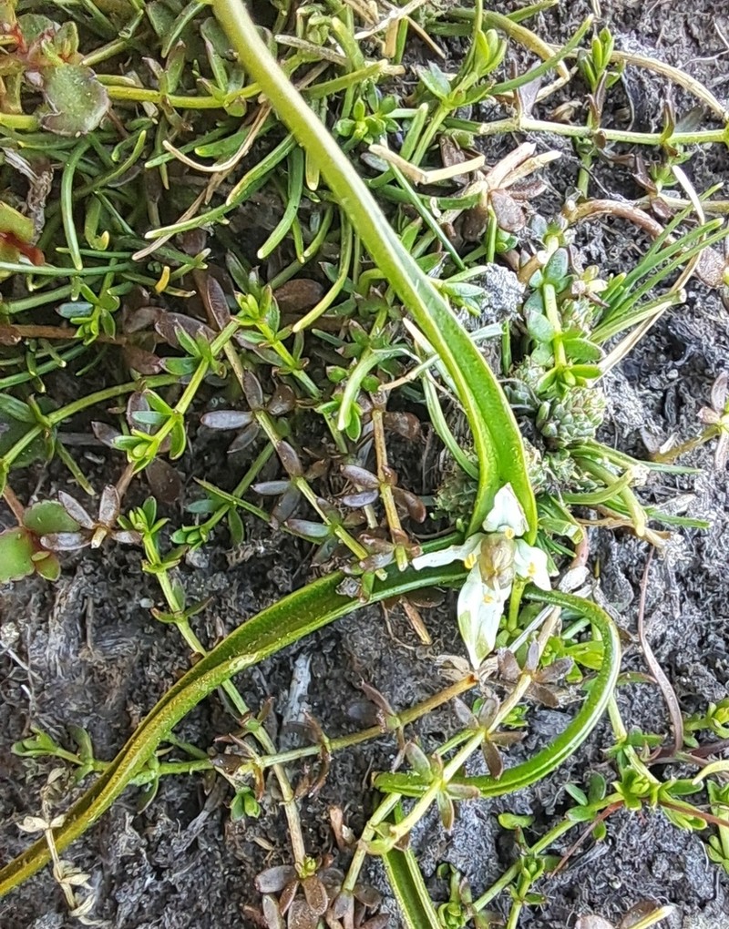Wurmbea novae-zelandiae photo 7