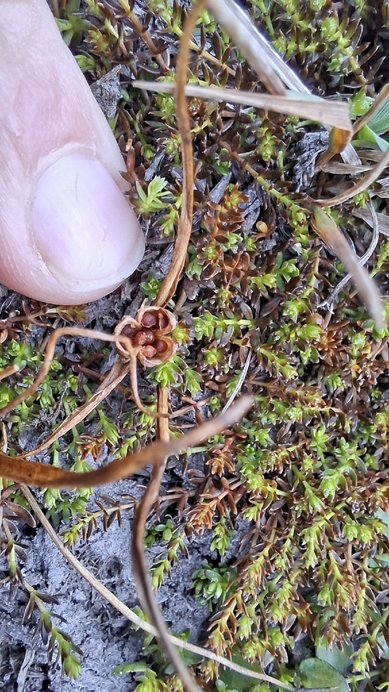 Wurmbea novae-zelandiae photo 8