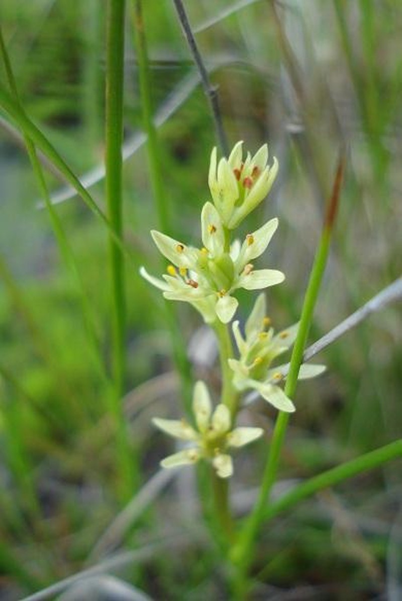Wurmbea viridiflora photo 2