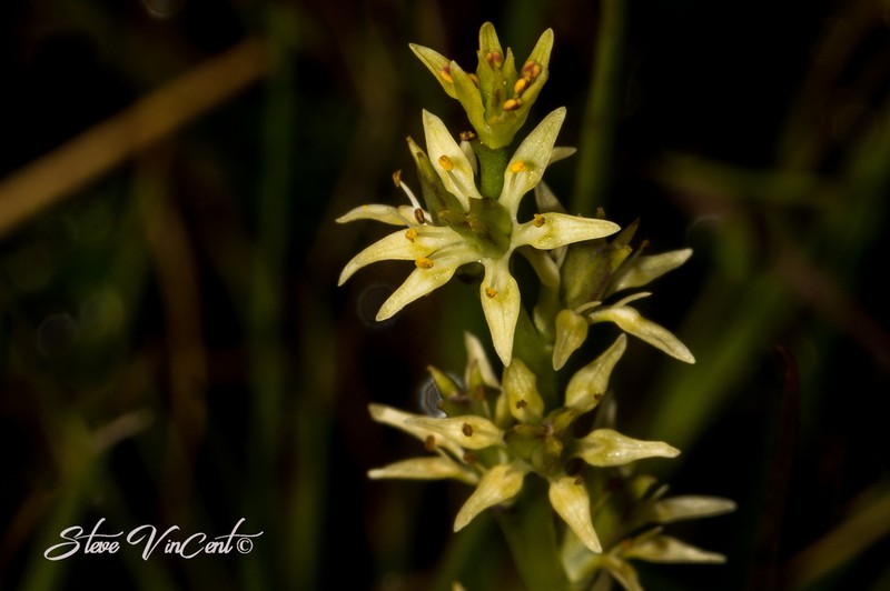 Wurmbea viridiflora photo 3