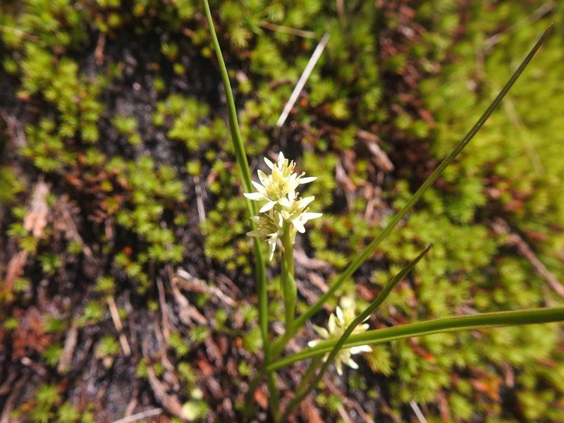Wurmbea viridiflora photo 4