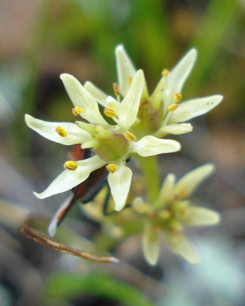Wurmbea viridiflora photo 7