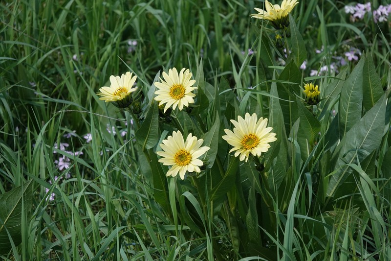 Mule-Ears