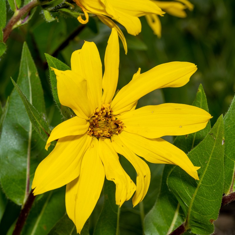 Mule-Ears photo 2