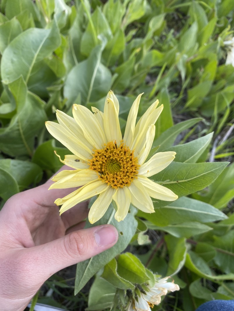 Mule-Ears photo 3