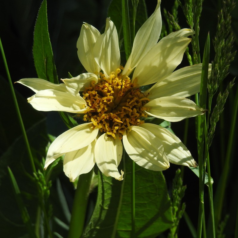 Mule-Ears photo 4