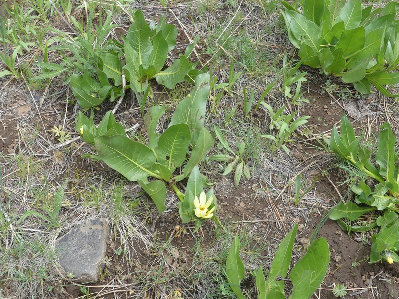 Mule-Ears photo 5
