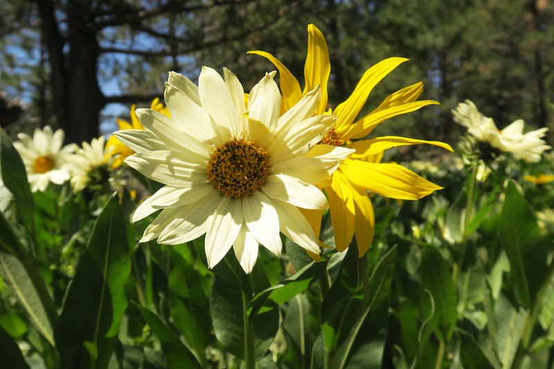 Mule-Ears photo 7