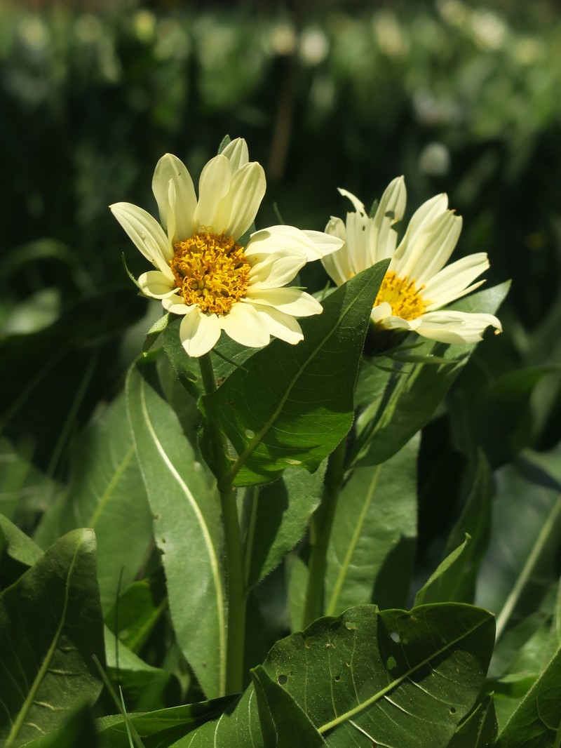 Mule-Ears photo 8
