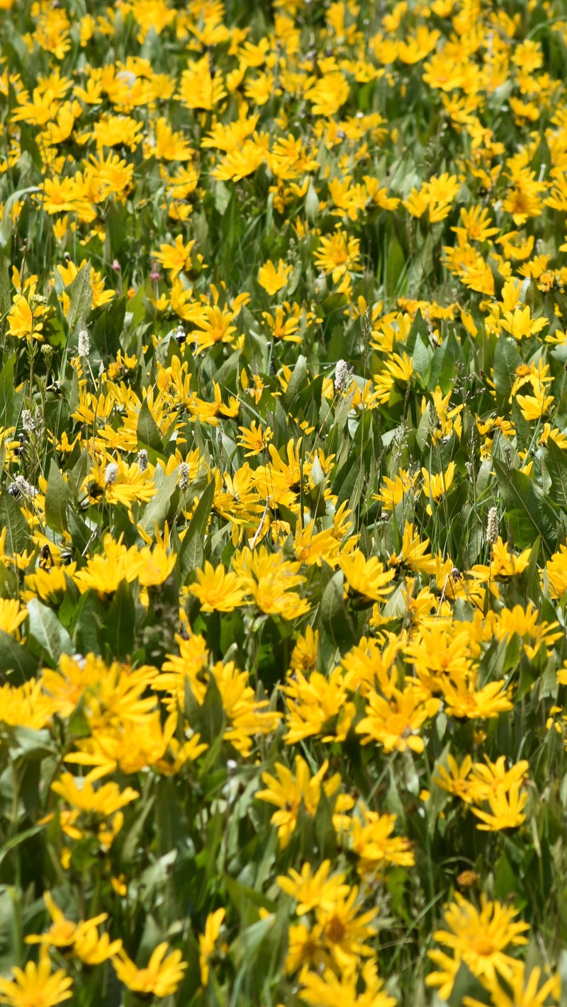 Mule-Ears photo 3