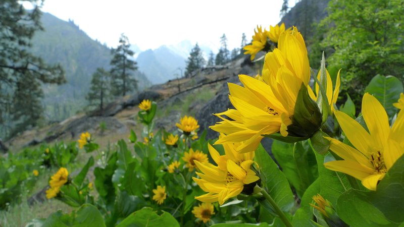 Mule-Ears photo 5