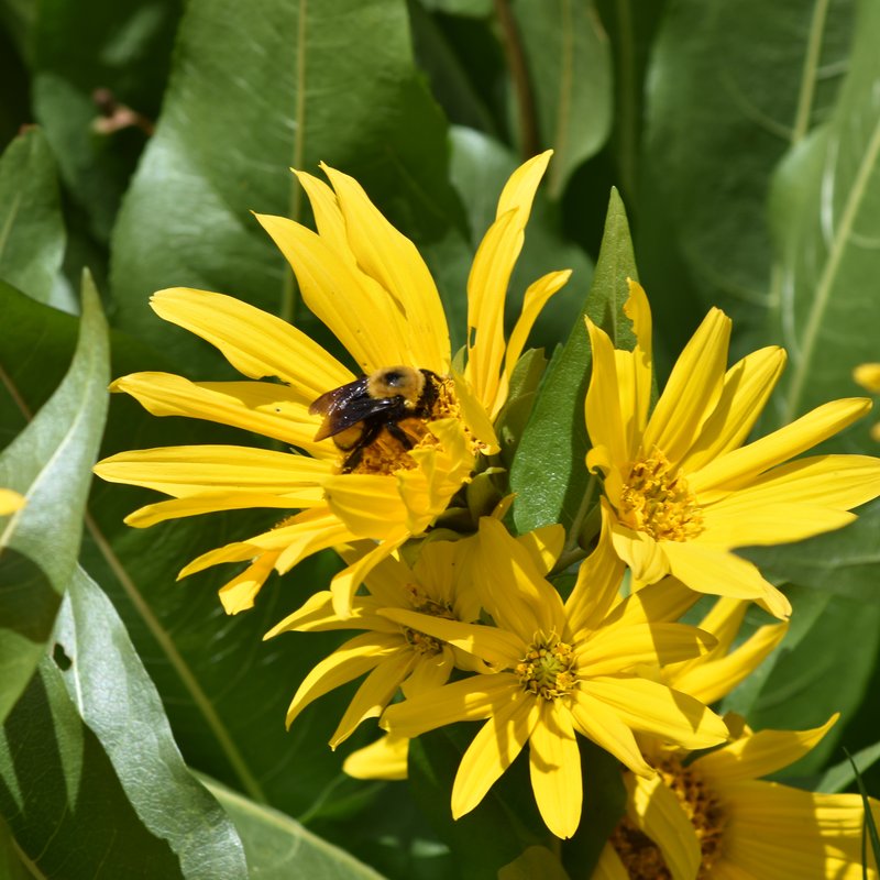 Mule-Ears photo 6