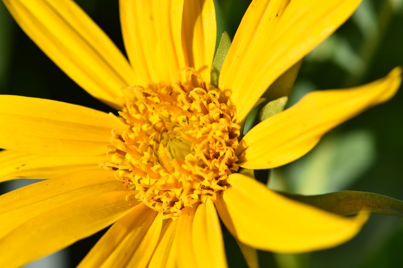 Mule-Ears photo 7