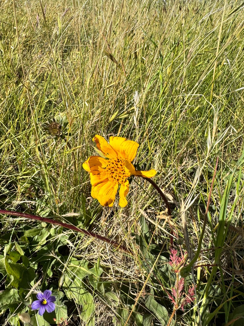 California Compassplant photo 4