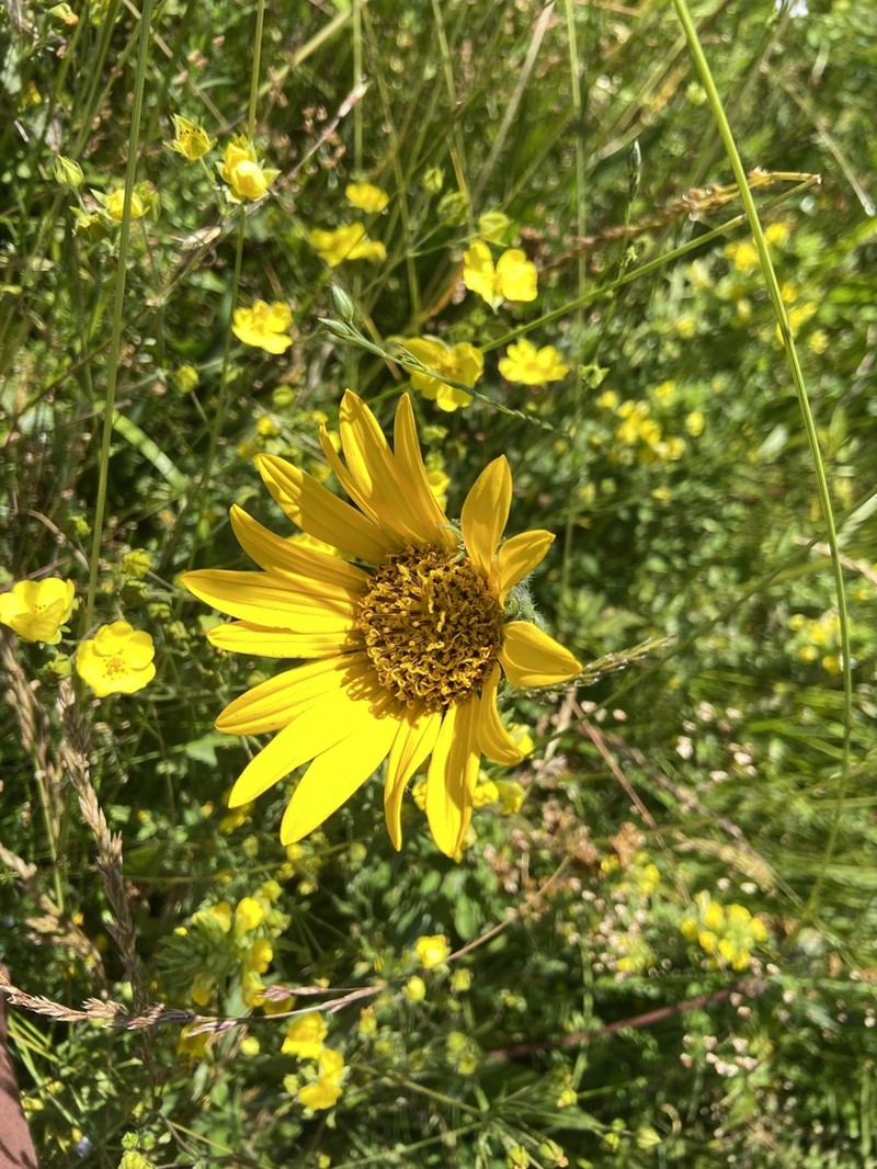 California Compassplant photo 5