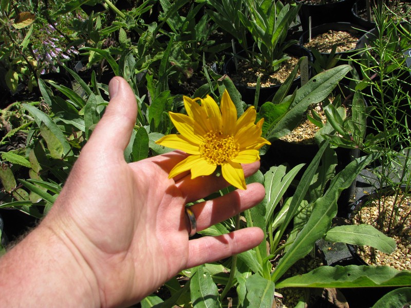 California Compassplant photo 5