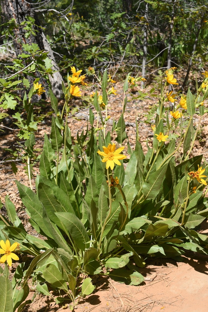 Arizona Mule-Ears photo 2
