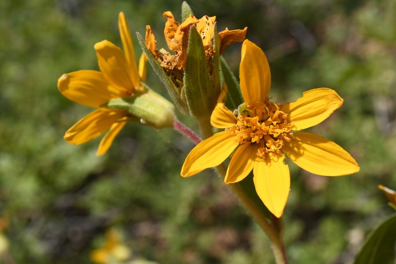 Arizona Mule-Ears photo 3