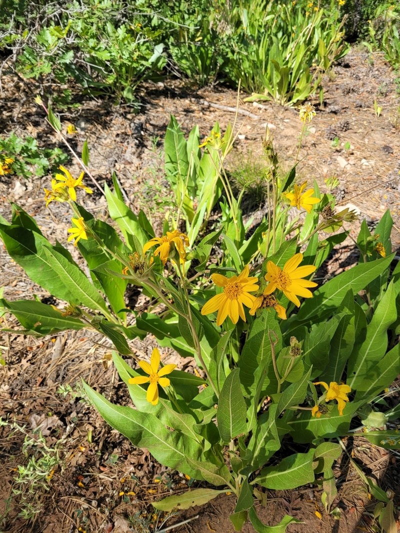 Arizona Mule-Ears photo 4