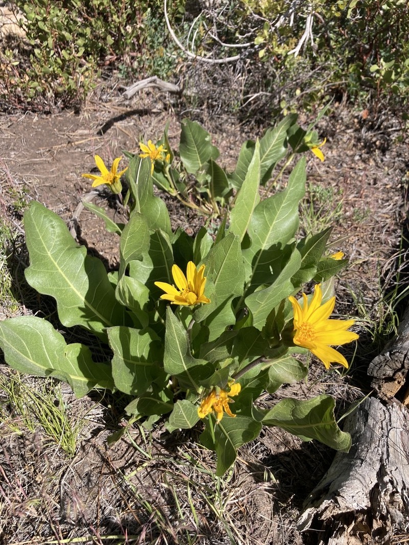 Arizona Mule-Ears photo 5