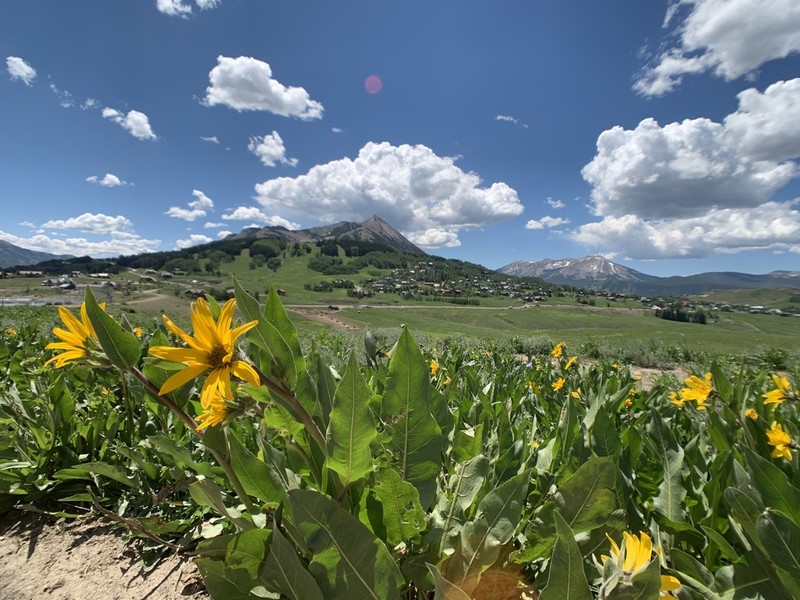 Arizona Mule-Ears photo 6