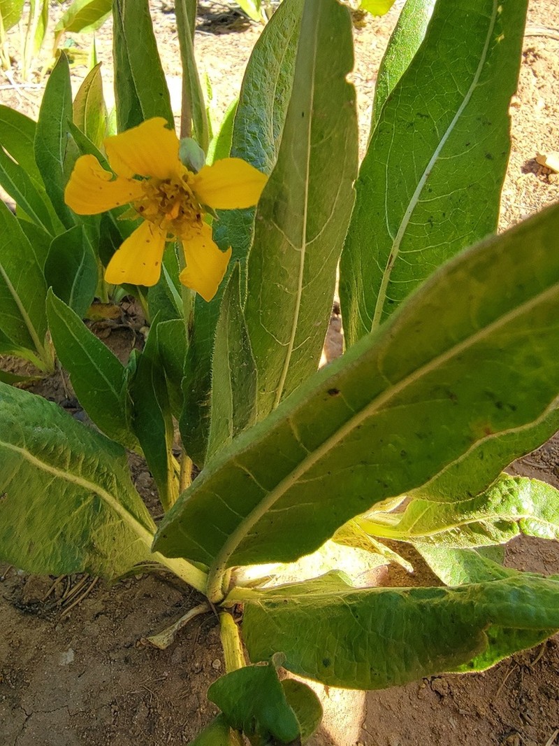 Arizona Mule-Ears photo 7
