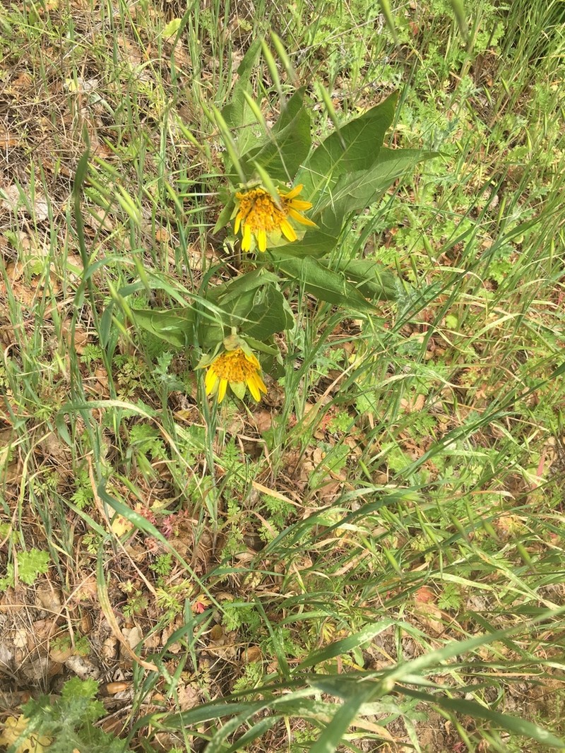 Coast Range Mule-Ears photo 2